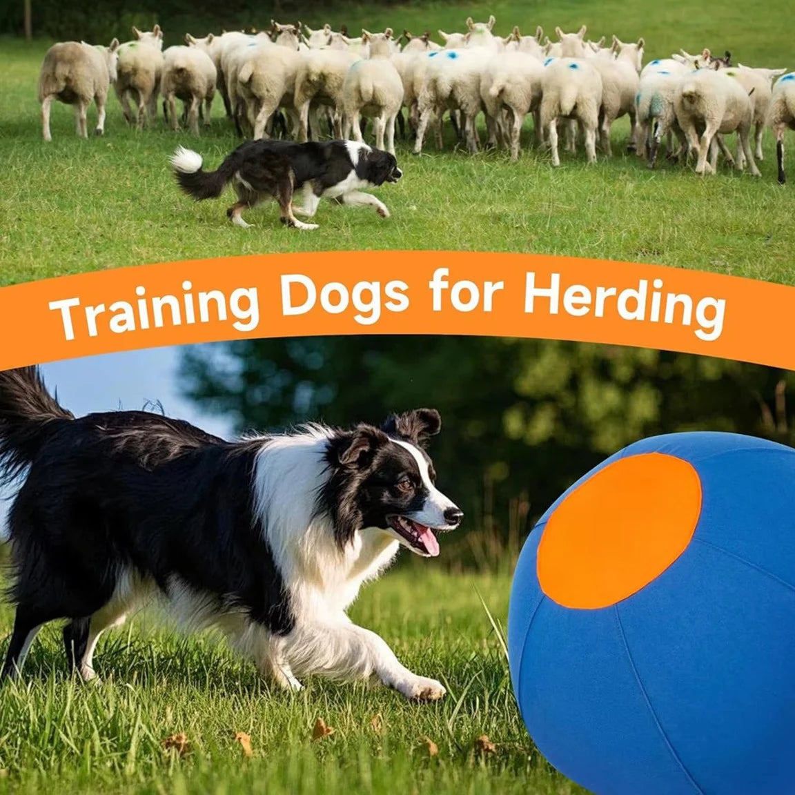 Dog Herding Ball — built for the chase